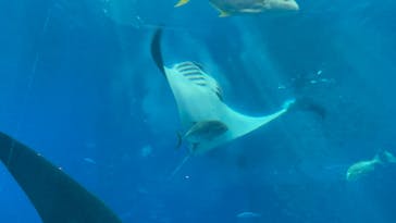 沖縄美ら海水族館に投稿された画像（2025/8/10）