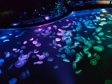 すみだ水族館に投稿された画像（2025/8/10）