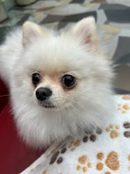 いぬカフェRio ゆめタウン佐賀店に投稿された画像（2025/8/10）