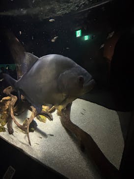 カワスイ 川崎⽔族館に投稿された画像（2025/8/10）