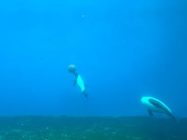 仙台うみの杜水族館に投稿された画像（2025/8/10）
