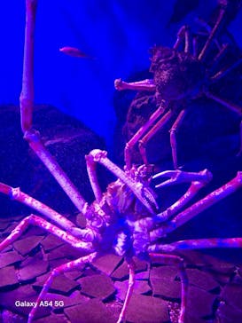 仙台うみの杜水族館に投稿された画像（2025/8/10）