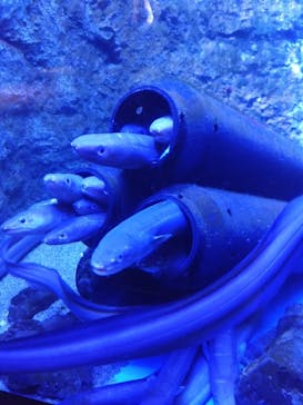 仙台うみの杜水族館に投稿された画像（2025/8/10）