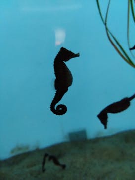 仙台うみの杜水族館に投稿された画像（2025/8/10）