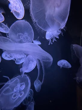 城崎マリンワールドに投稿された画像（2025/8/10）