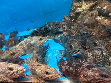 のとじま水族館に投稿された画像（2025/8/10）