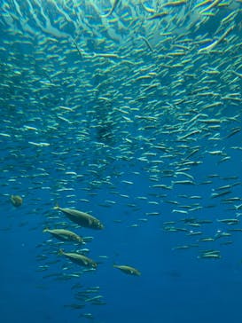 のとじま水族館に投稿された画像（2025/8/10）
