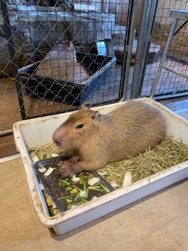 おさるランド＆アニタウン　日光さる軍団劇場に投稿された画像（2025/8/10）