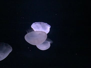 サンシャイン水族館に投稿された画像（2025/8/10）