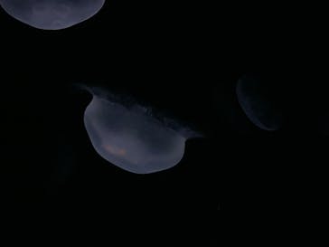 サンシャイン水族館に投稿された画像（2025/8/10）