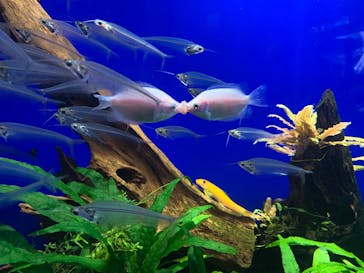 サンシャイン水族館に投稿された画像（2025/8/10）