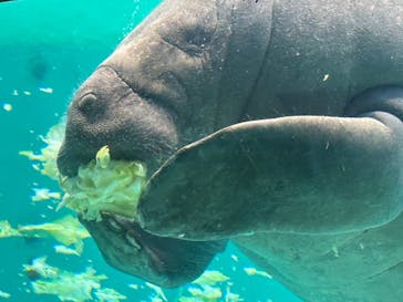 沖縄美ら海水族館に投稿された画像（2025/8/10）