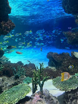 サンシャイン水族館に投稿された画像（2025/8/10）