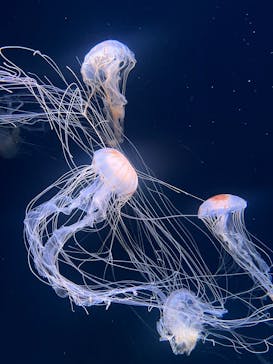 サンシャイン水族館に投稿された画像（2025/8/10）
