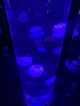 サンシャイン水族館に投稿された画像（2025/8/10）