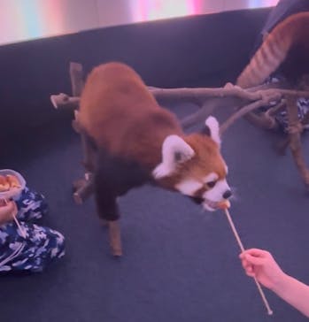 横浜・八景島シーパラダイスに投稿された画像（2025/8/10）