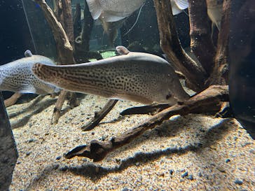カワスイ 川崎⽔族館に投稿された画像（2025/8/10）