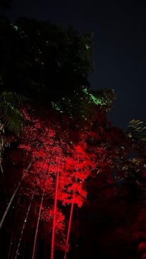 ニジゲンノモリに投稿された画像（2025/8/10）