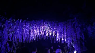 ニジゲンノモリに投稿された画像（2025/8/10）