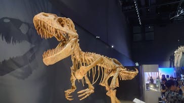 福井県立恐竜博物館に投稿された画像（2025/8/10）