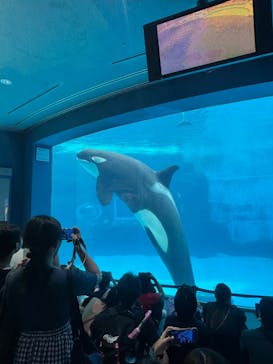 名古屋港水族館に投稿された画像（2025/8/10）