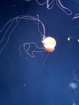 サンシャイン水族館に投稿された画像（2025/8/10）