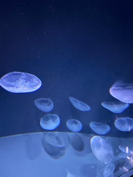 サンシャイン水族館に投稿された画像（2025/8/10）