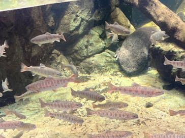 城崎マリンワールドに投稿された画像（2025/8/10）