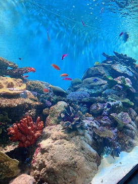 城崎マリンワールドに投稿された画像（2025/8/10）