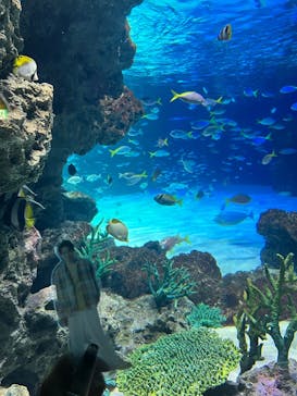 サンシャイン水族館に投稿された画像（2025/8/10）