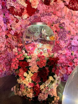 錦鯉・金魚アクアリウム in ときメッセに投稿された画像（2025/8/10）