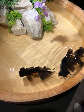 錦鯉・金魚アクアリウム in ときメッセに投稿された画像（2025/8/10）