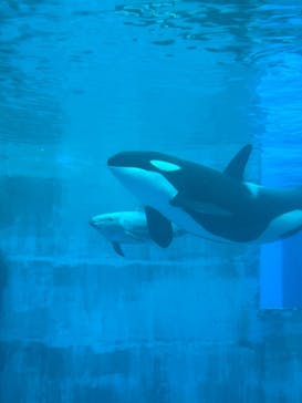 名古屋港水族館に投稿された画像（2025/8/10）