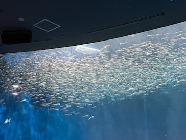 名古屋港水族館に投稿された画像（2025/8/10）