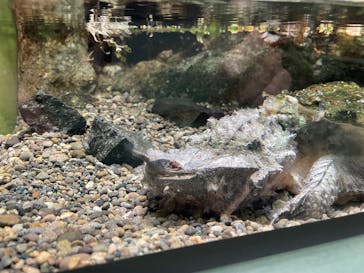 世界淡水魚園水族館　アクア・トトぎふに投稿された画像（2025/8/10）