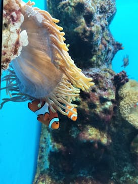 登別マリンパークニクスに投稿された画像（2025/8/11）