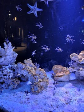 登別マリンパークニクスに投稿された画像（2025/8/11）