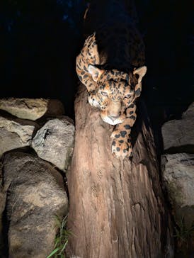 名古屋市東山動植物園に投稿された画像（2025/8/11）