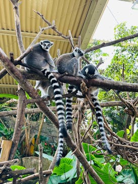 那須どうぶつ王国に投稿された画像（2025/8/11）