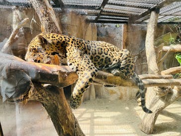 那須どうぶつ王国に投稿された画像（2025/8/11）