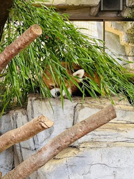 那須どうぶつ王国に投稿された画像（2025/8/11）