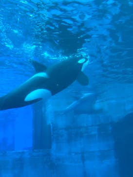 名古屋港水族館に投稿された画像（2025/8/11）