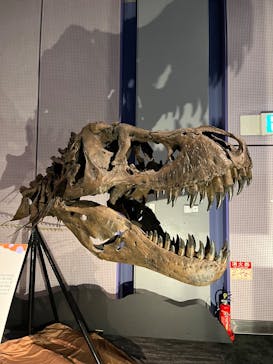 巨大恐竜展2025に投稿された画像（2025/8/11）