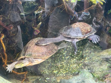 環境水族館アクアマリンふくしまに投稿された画像（2025/8/11）