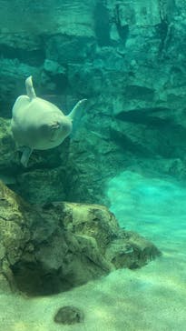 名古屋港水族館に投稿された画像（2025/8/11）