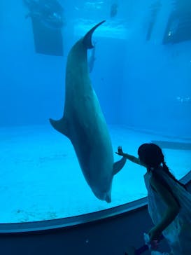名古屋港水族館に投稿された画像（2025/8/11）