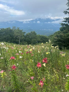 野尻湖テラスに投稿された画像（2025/8/11）