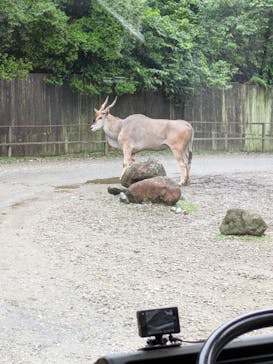 那須サファリパークに投稿された画像（2025/8/11）