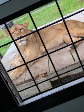 那須サファリパークに投稿された画像（2025/8/11）