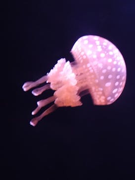 マリンワールド海の中道に投稿された画像（2025/8/11）